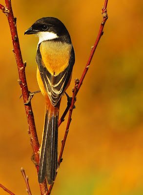 Cendet - Shrike (Lanius schach) 11